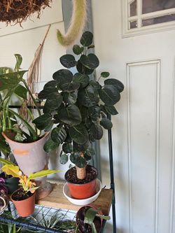 Aralia fabian