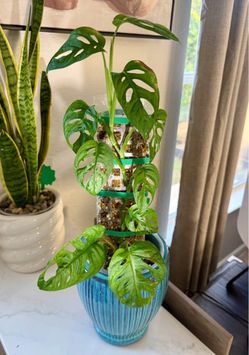 Monstera Adansonii Live Plant in Blue Pot