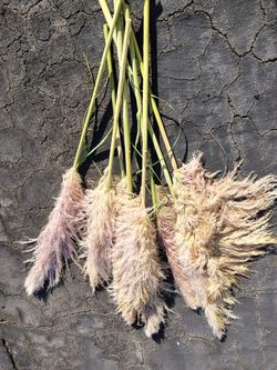 Large Reddish Pampas Grass