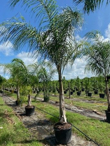 Queen Palms 14 Feet Tall Delivered And Planted. 