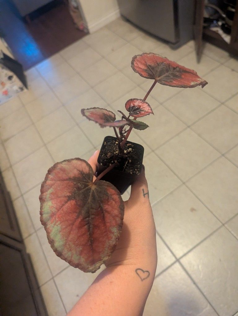 Red Kiss Begonia -Rare Plant