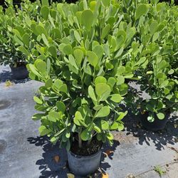 Clusias Over 3 Feet Tall