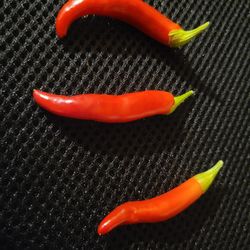 Rare Organic Thai Dragon Pepper Plants And Seeds! 2026 SEASON EARLY RELEASE!