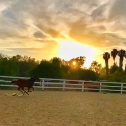 Horse Boarding San Marcos Beautiful Ocean Breezes 
