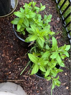 Spear Mint /yerbabuena $5 each