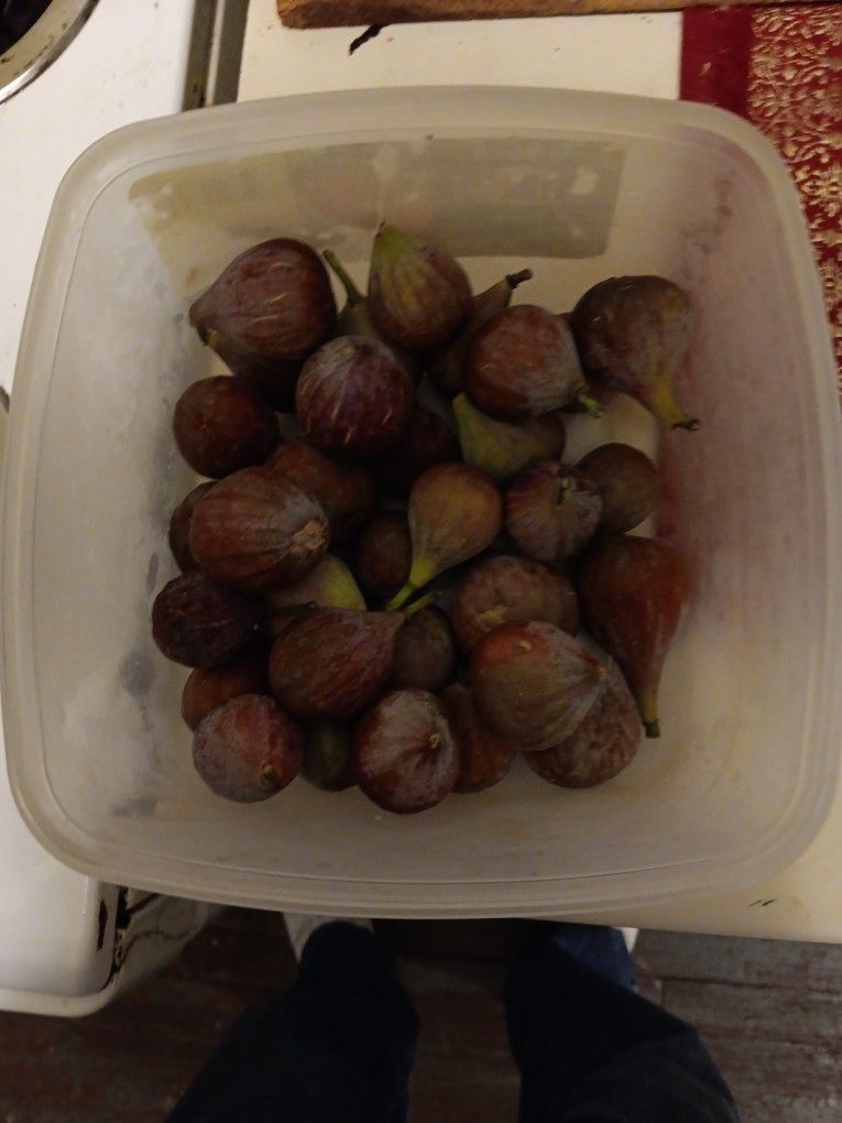 Fresh Figs Forsake.1.50perlb.