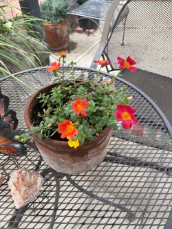 Purslane