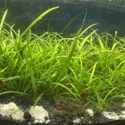 Aquatic Vallensaria Sp