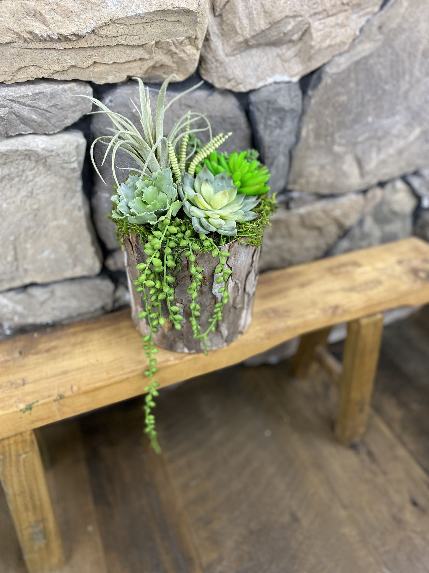 Round Birch succulent