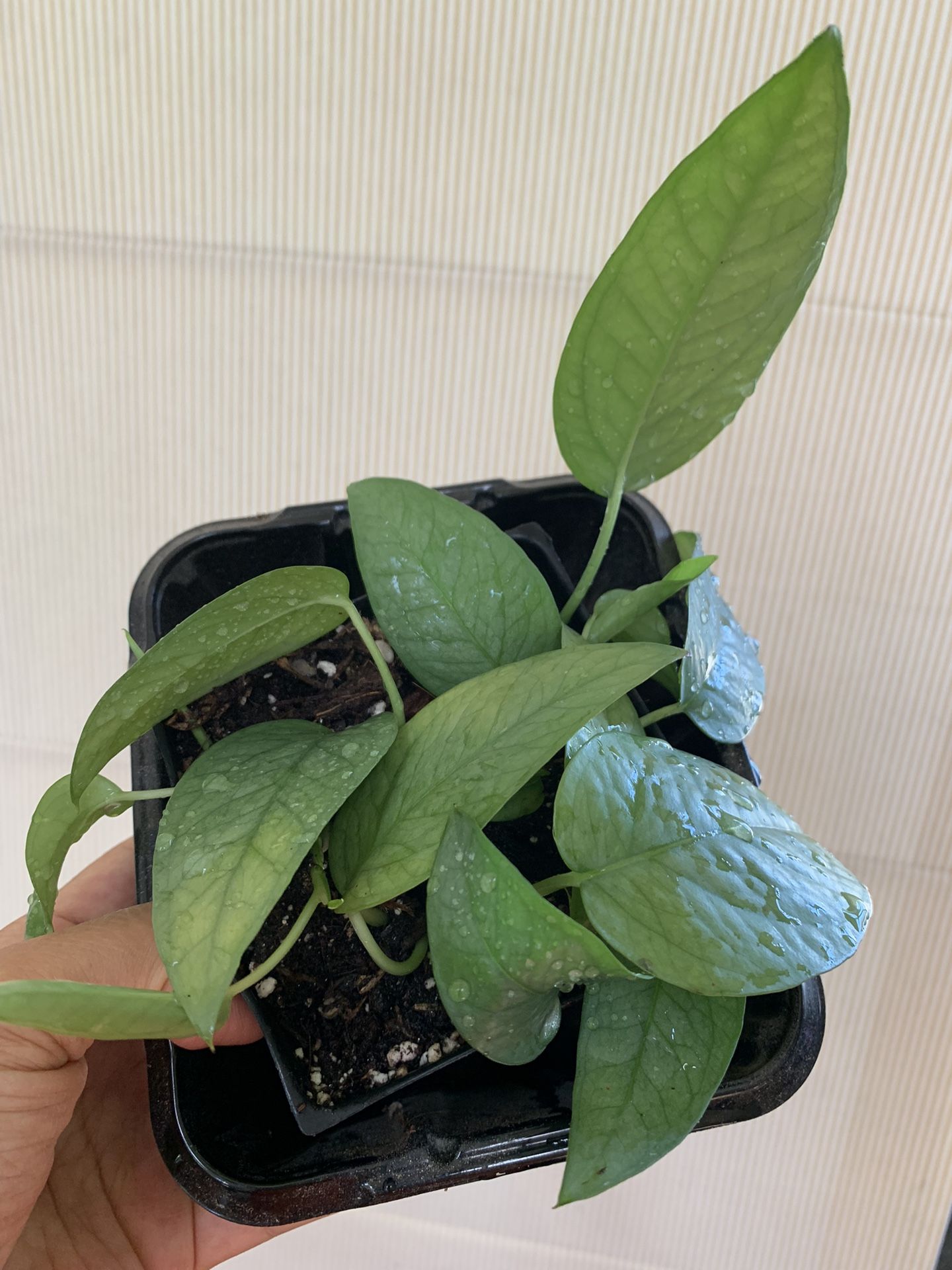 Epipremnum pinnatum 'Cebu Blue' - Rooted