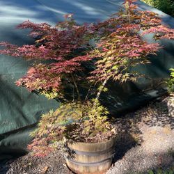 Japanese maple tree