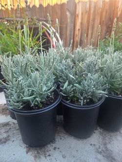 Goodwin creek Grey lavender plant