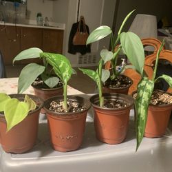 Assorted House Plants 🪴 
