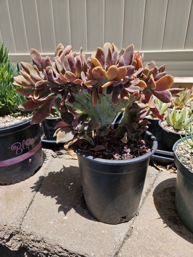 Unusual Succulent - Crested Graptoveria For $10