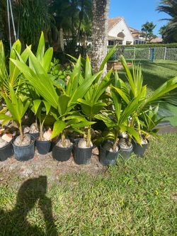 Plant sale