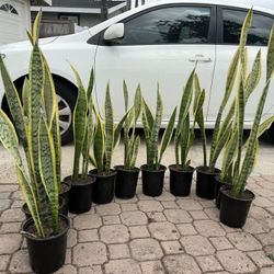 Snake Plant 10$ Each