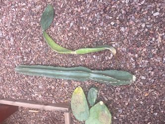 Free Cacti Trimmings