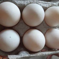 Organic Free Range Duck Eggs (1 Dozen)