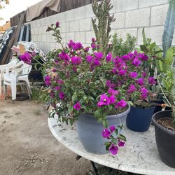 Bougainville Elizabeth Angus