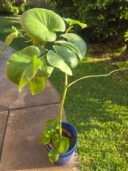 Oja Santa Plant Medesinal