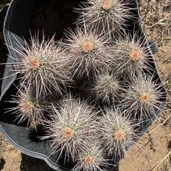 Hedgehog cactus PINK FLOWERS beautiful live plants
