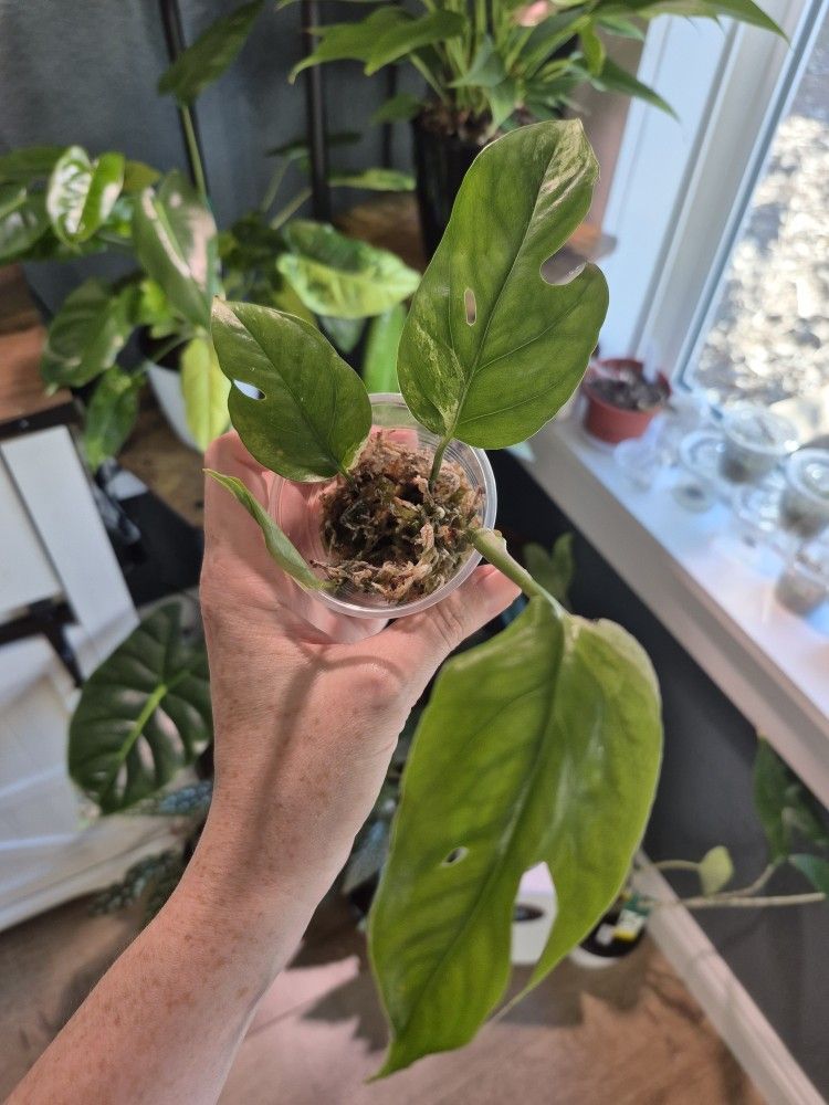 Split Leaf Glacier Pothos