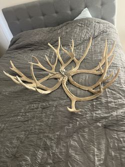 Antlers 