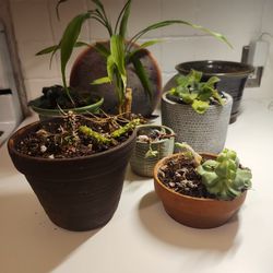 Plants And Pots Plus Candle!