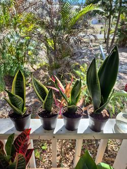 Sansevieria Snake plants