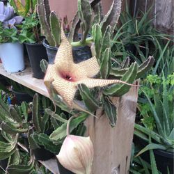 Succulent Plants One Gallon Pot 
