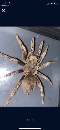 Tarantula (taxidermy)