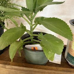 Mala Madre, Mother If Thousands, Madre De Miles