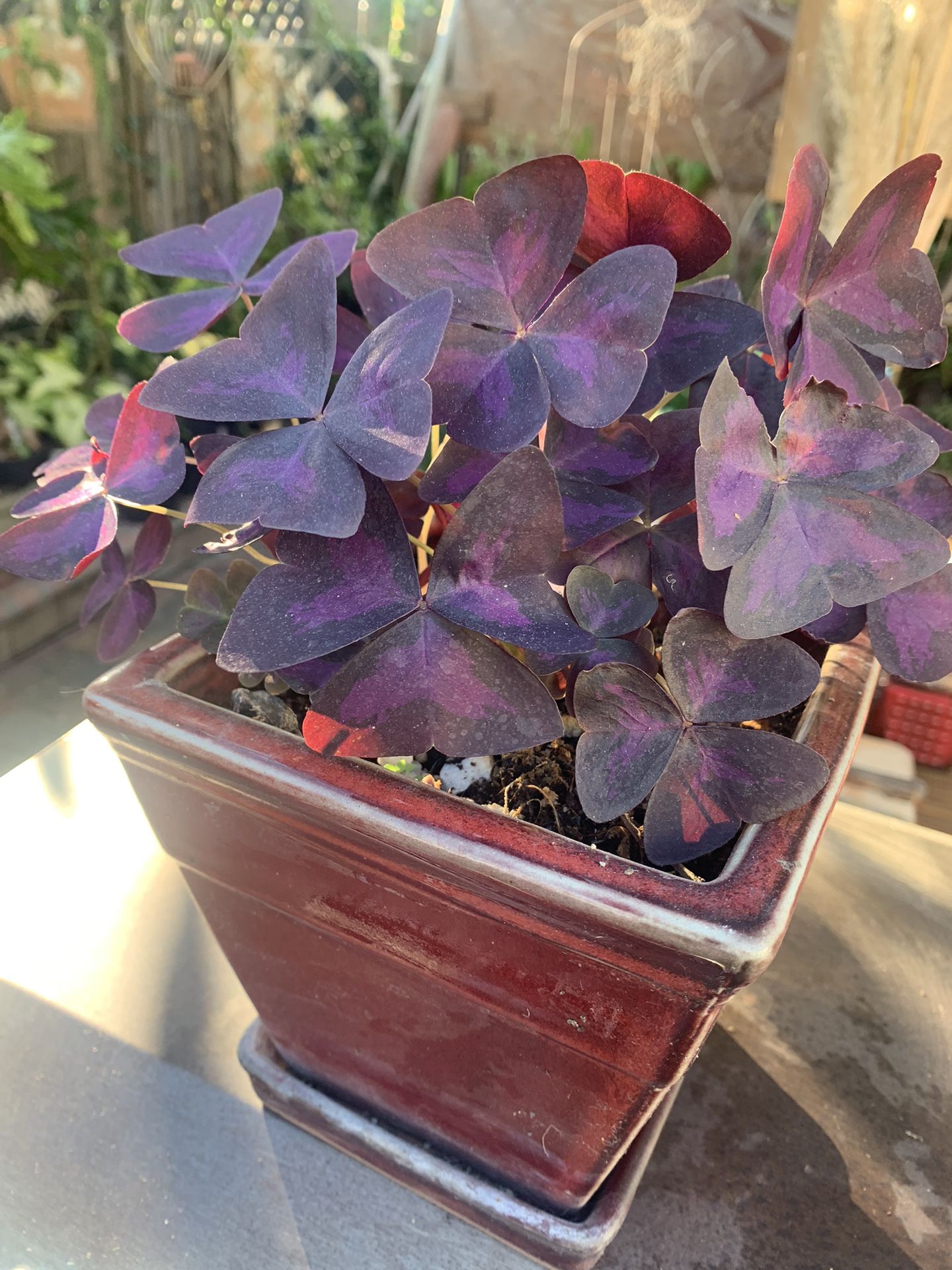 Purple  Oxalis Plant In Red Ceramic Pot 6x6x6 Por Size 