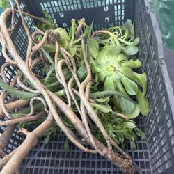 Free Succulents