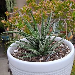 Haworthia ZEBRA  Plant $18