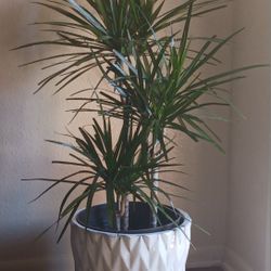Large Indoor Plants & Containers 