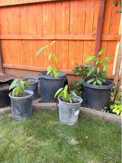 Mango, grapefruit and apple trees