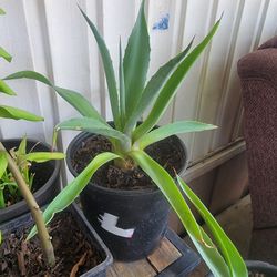 Smooth Agave Plant