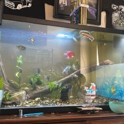 Fish Tank Decorations 