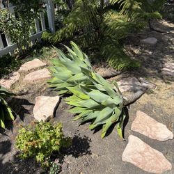 Fox Tale Agave 