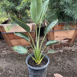 Bird Of Paradise