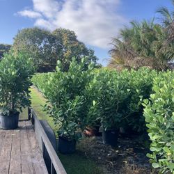 Clusias Perfect For Privacy Make Your Own Fence