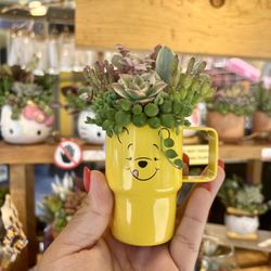 Winnie The Pooh Stanley Succulent Arrangement 