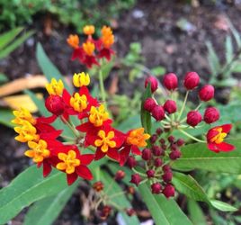 Free Milkweed plant (read description)