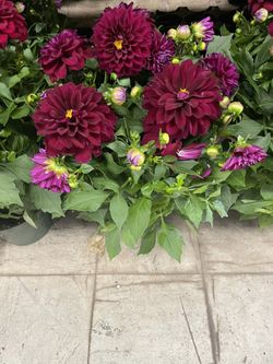 Plant Dahlias