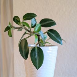 Healthy Beautiful Indoor Plant(Peperomia)