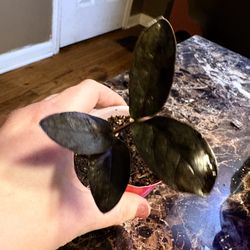 Raven ZZ with full bulbs from mature plant $10 each