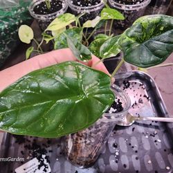 🐉 Alocasia Baginda "Dragon Scale" Aurea  💚💛