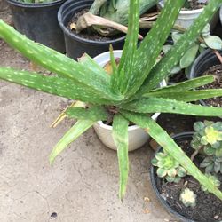 Aloe Vera Plant