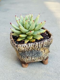 Succulents plants 🪴 (ECHEVERIA AGAVOIDES MARIA CRESTED)